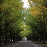 北海道大学イチョウ並木